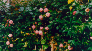 rosenbuske