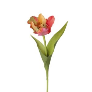Papegojtulpan från Blomsterlandet